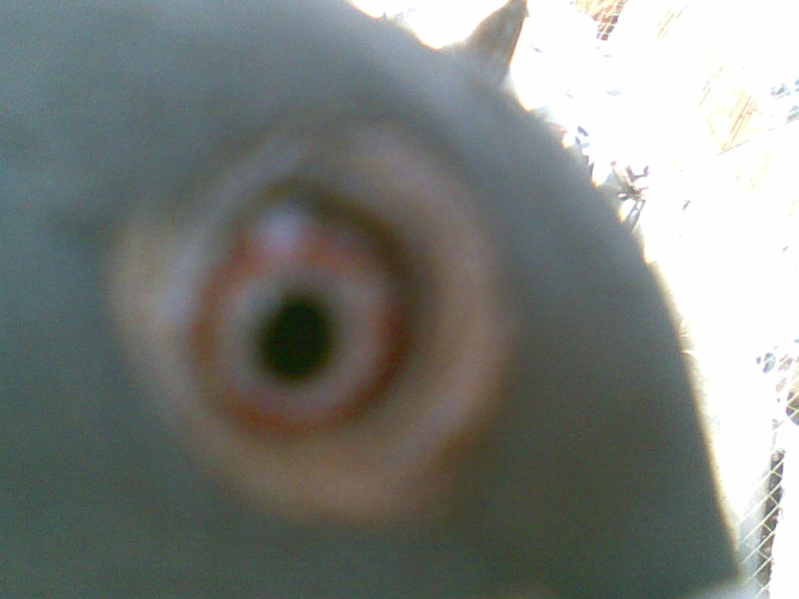 yan眼睛+-+天下鸽问+中国信鸽信息网