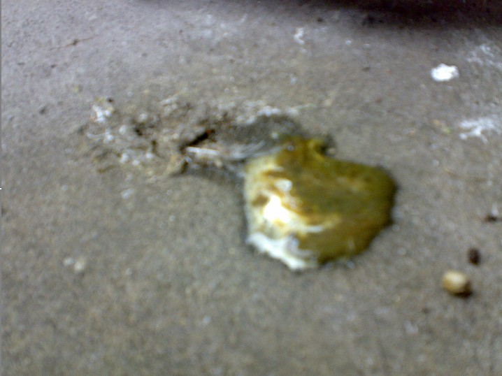 一只鸽子生病了好像是痢疾