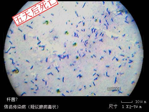 鸽腺病毒症状图片