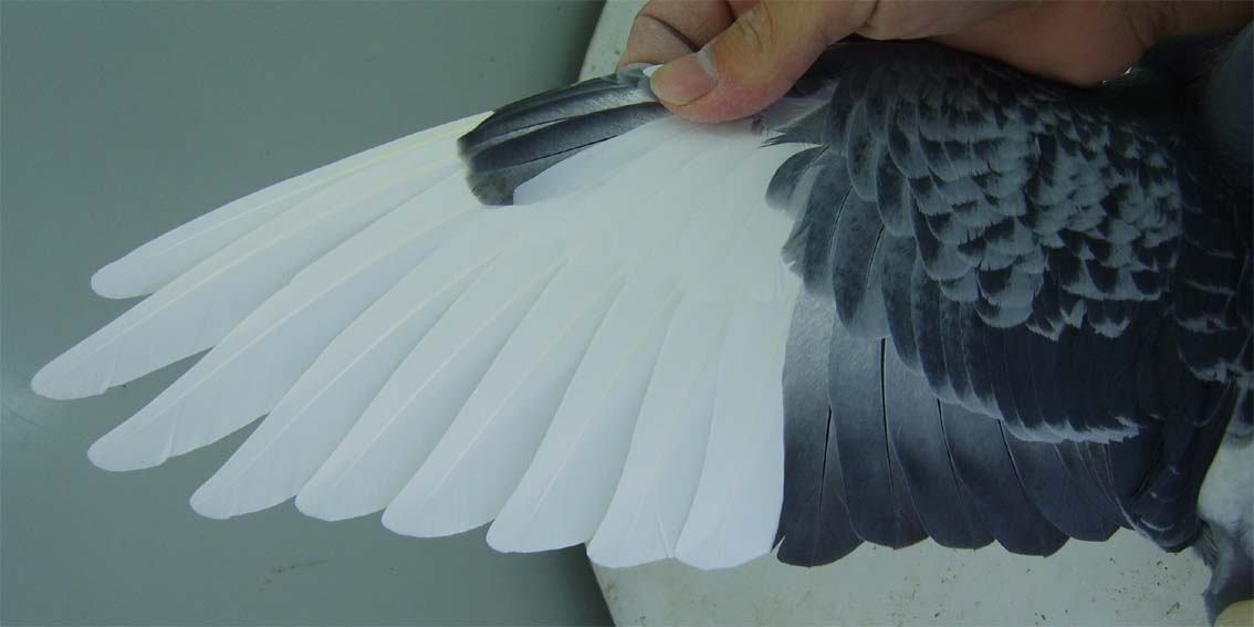 怎么看鸽子的主羽和副羽?