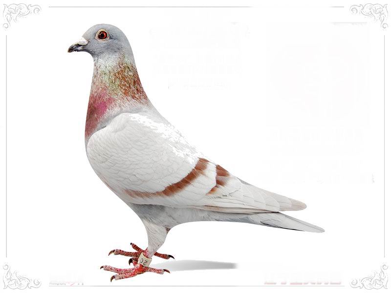 咕咕叫的鸽子是公鸽吗 080615214940.jpg