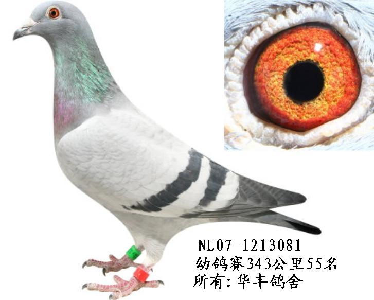 信鸽脚环_信鸽网鸽子脚环号查询_信鸽潮翔俱