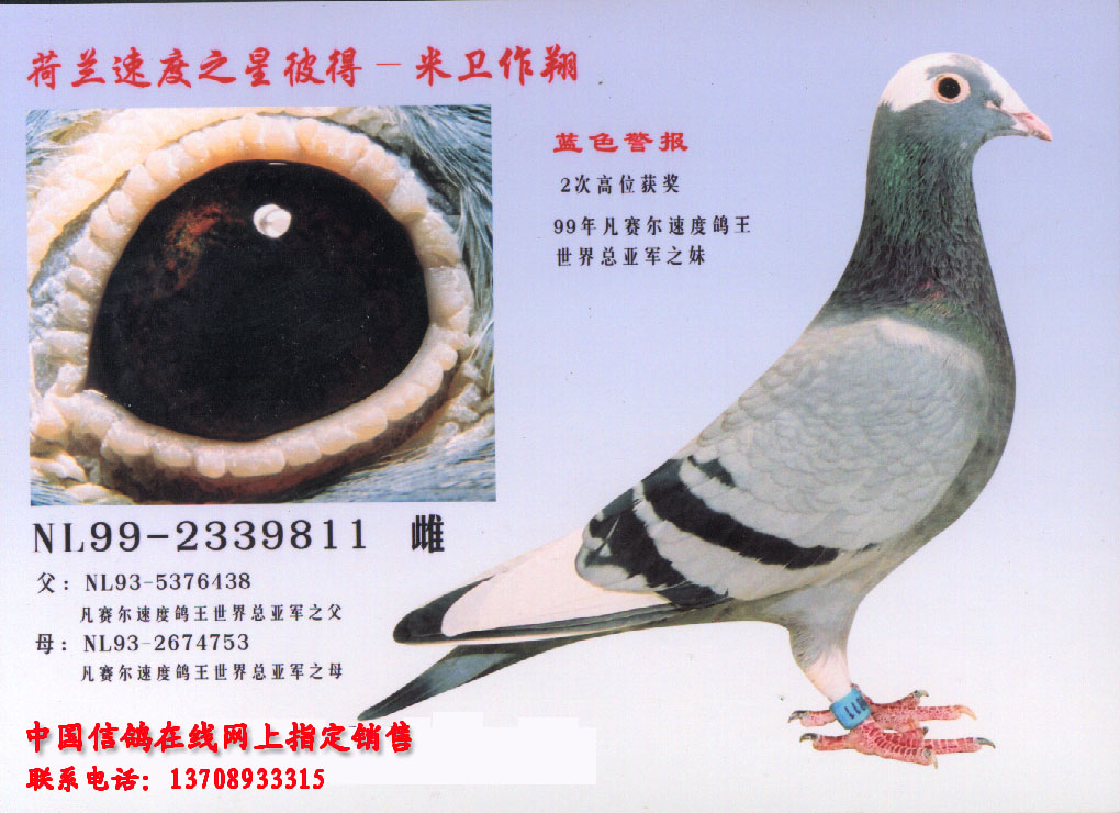 彼得米卫 的鸽子