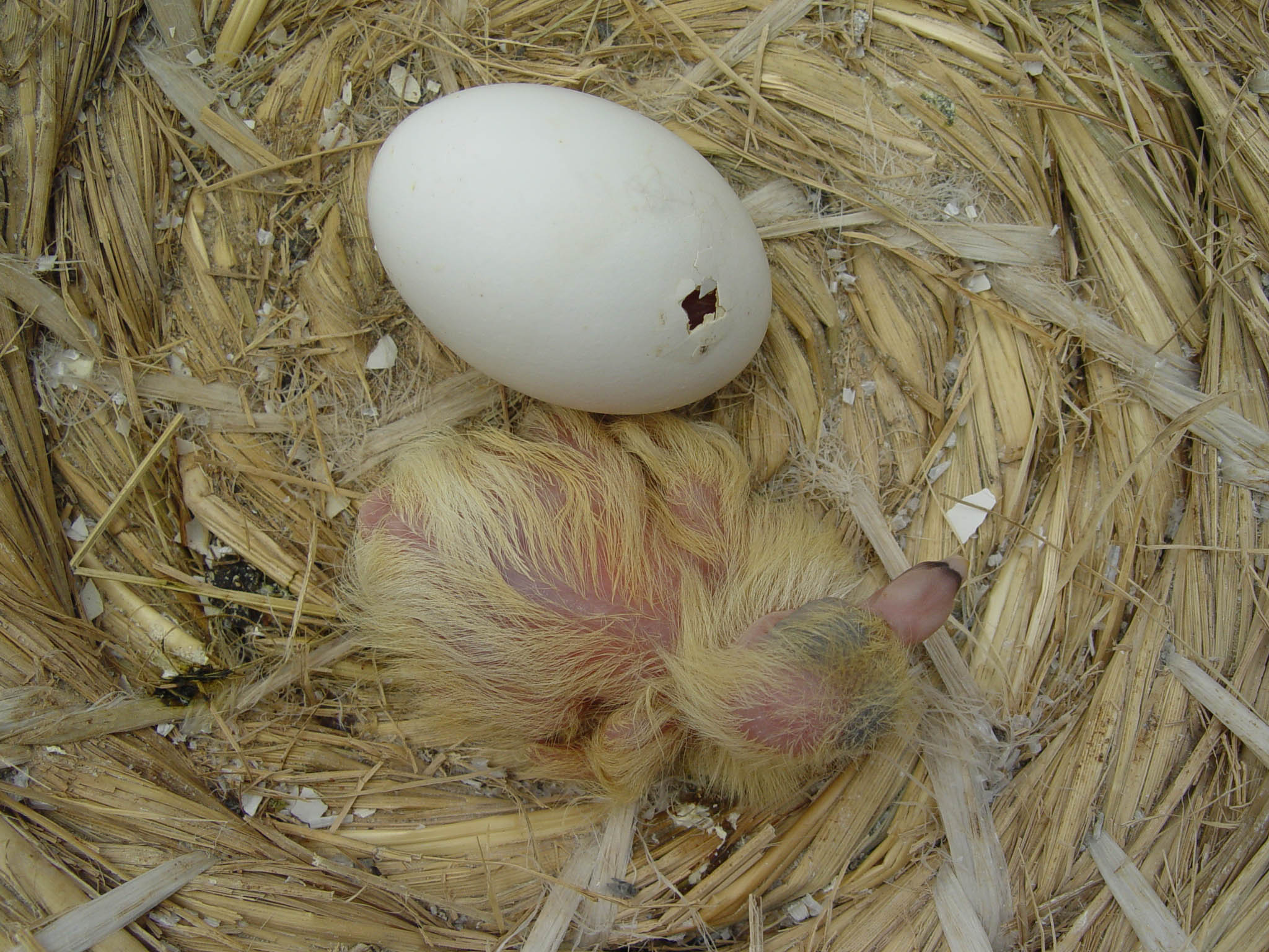 从鸡蛋和一个鸡蛋孵化的新出生的鸟在鸟的巢在树枝在自然 库存照片. 图片 包括有 特写镜头, 较小, 婴孩 - 155245256