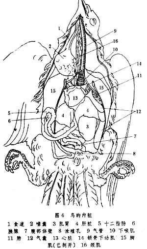 鸽子的内脏