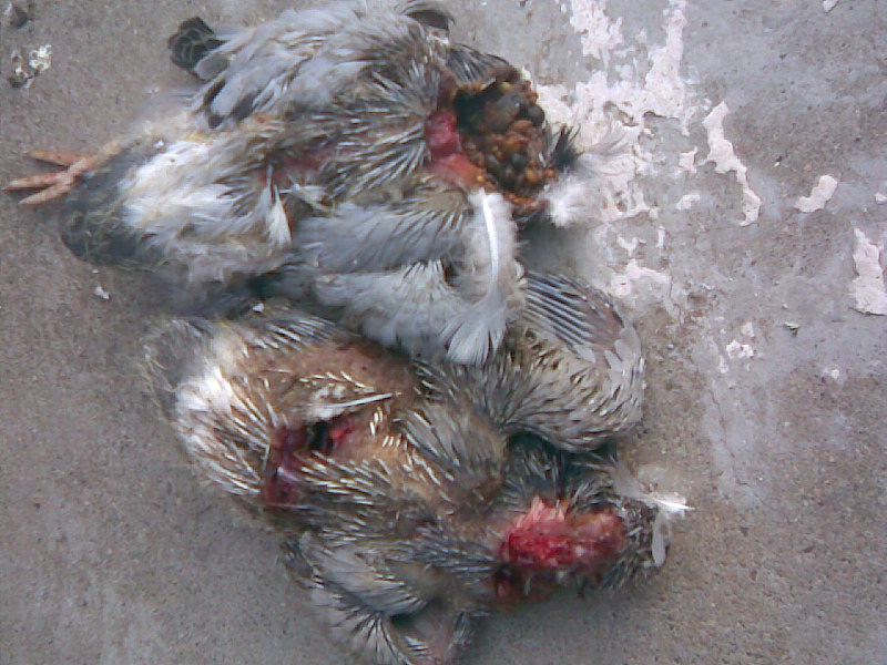 黄鼠狼图片_成仙黄鼠狼图片_黄鼠狼真实图片 - 健康百科网