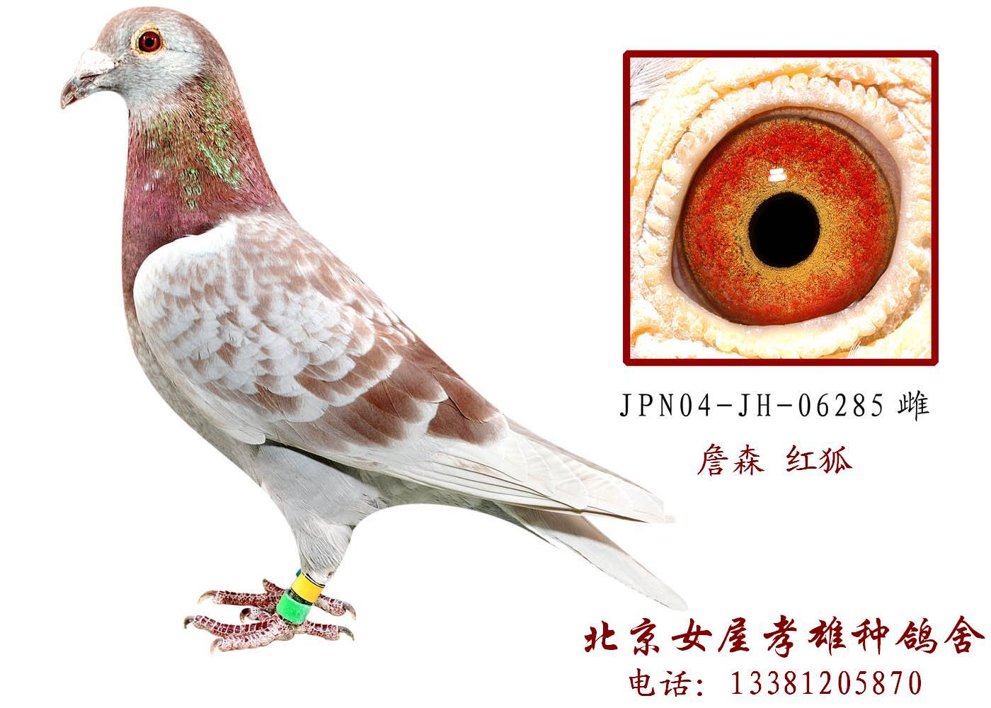 信鸽足环号查询2013_美国信鸽足环_鸽子足环