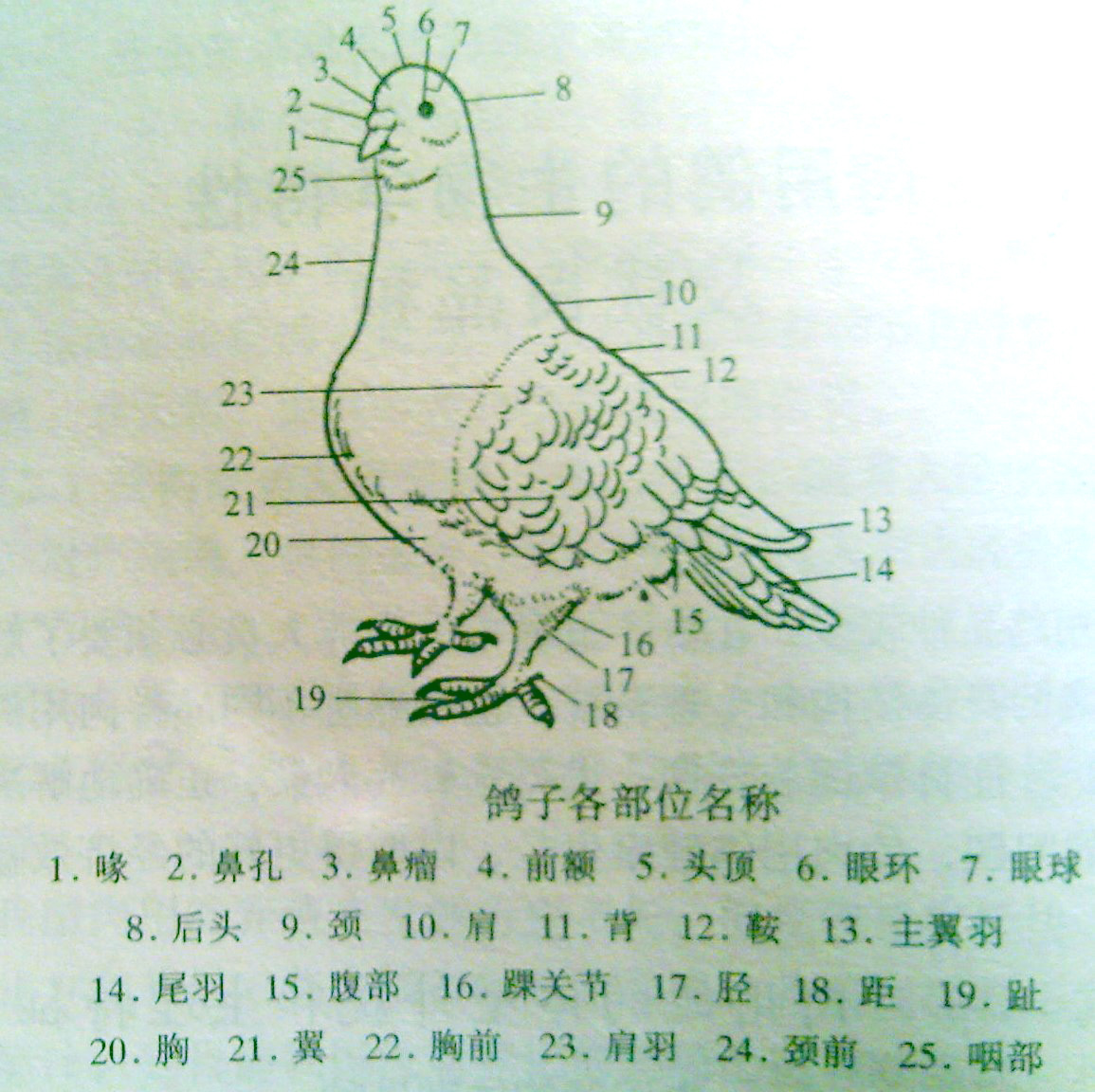 肉鸽各部位的名 ; 鸽子结构图;  我想最近给鸽子注射新城疫苗,月龄5个