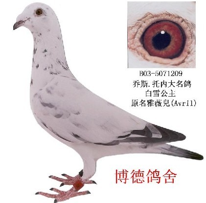 胖胖的白雪公主一样可爱