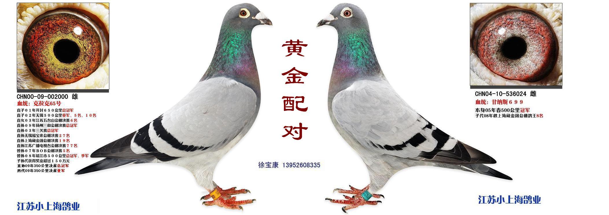 黄眼和沙眼的优劣势