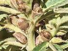麻子是什么植物的果实啊