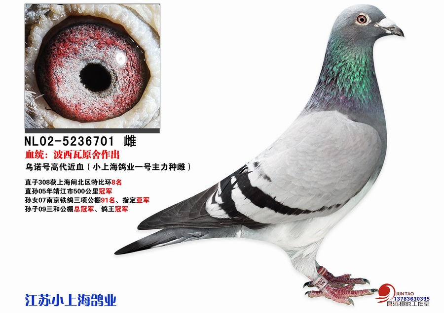 波西瓦鸽子属长距还是中距