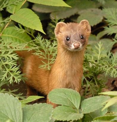 鹅个黄鼠狼那个厉害