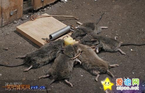 捕鸽网哪种好 牌子同款