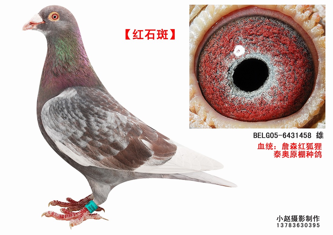 红石板鸽子是什么样的?与红石斑有什么区别?还有麒麟花有红色的吗?