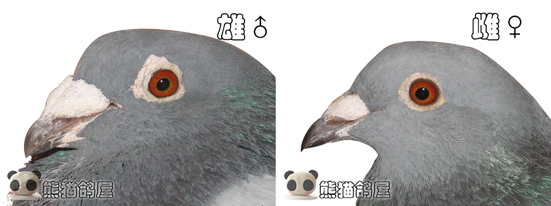 斑鸠<em>公母分辨</em>图片_怎么分辨斑鸠公母_斑鸠公