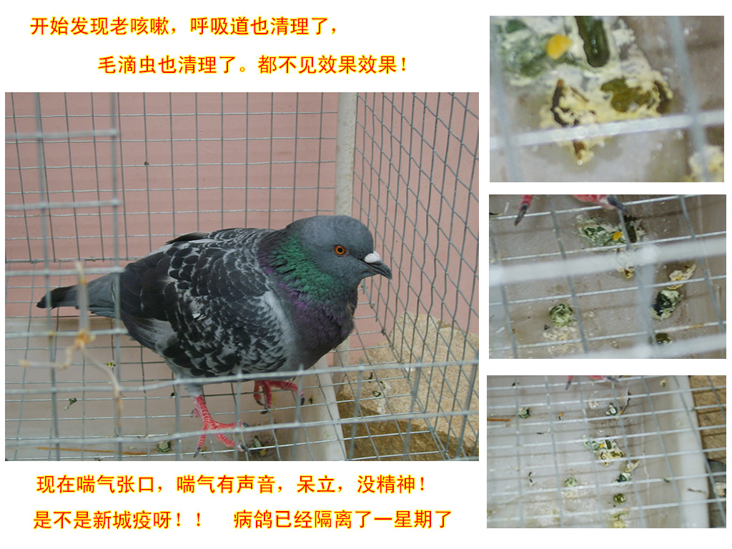归巢后注意清理上呼吸道(图)-信鸽园地-中国信鸽信息网