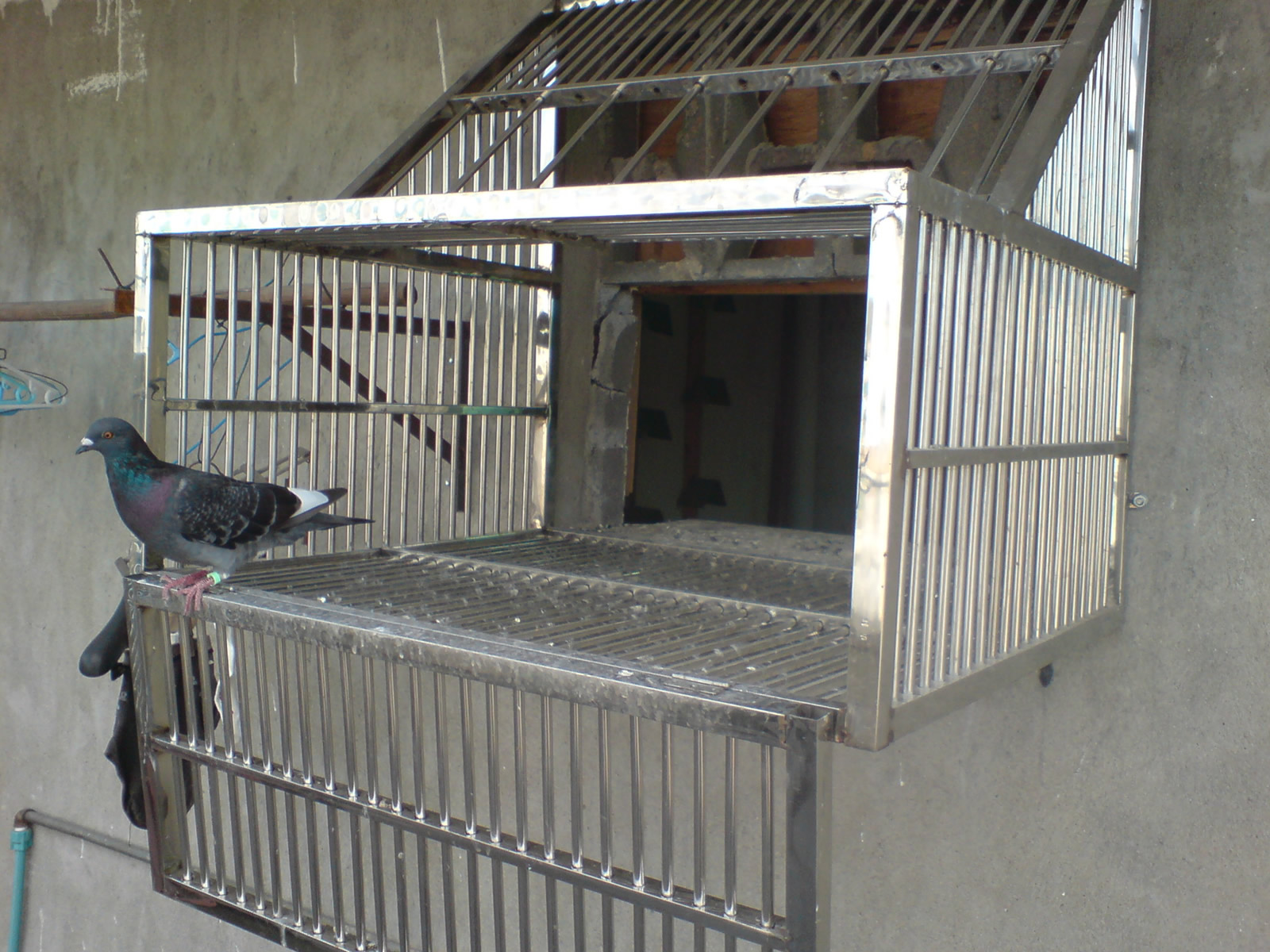八哥笼 各种规格喷塑金属鸟笼 铁丝八哥笼 镀锌八哥笼 通用鸟笼-阿里巴巴
