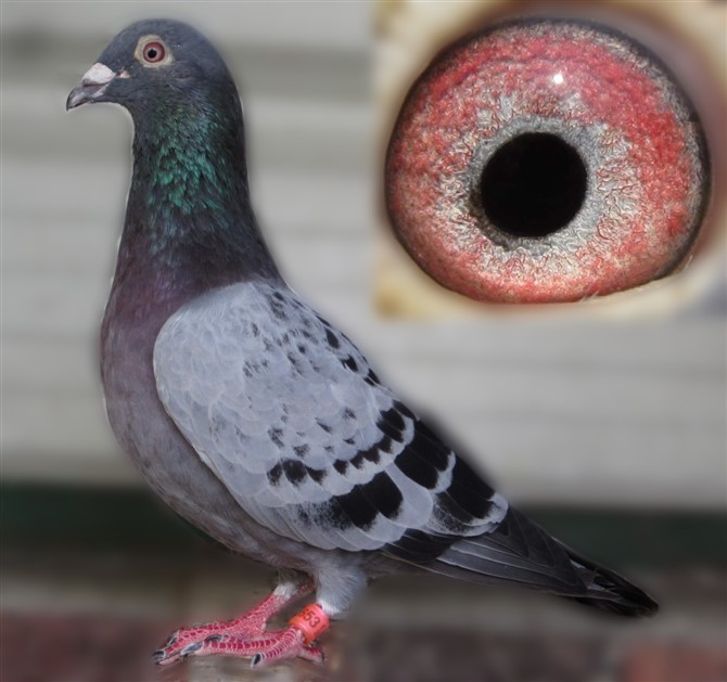 咋样吸引鸽子 111002194019.jpg