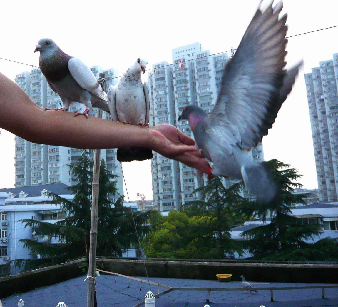 大连中华广场上的鸽子，与人相处的那么和谐，总能给人欢喜