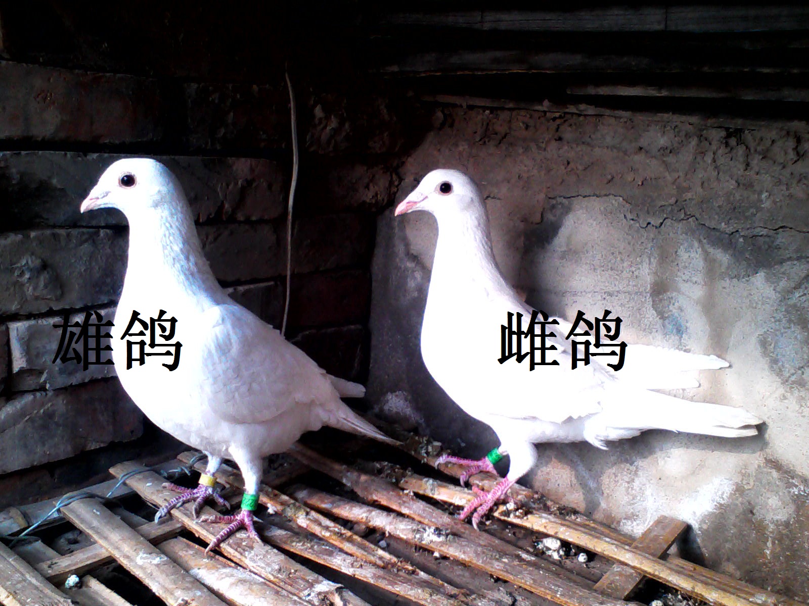 帮<em>分辨</em>下<em>公母</em>:+天下鸽问