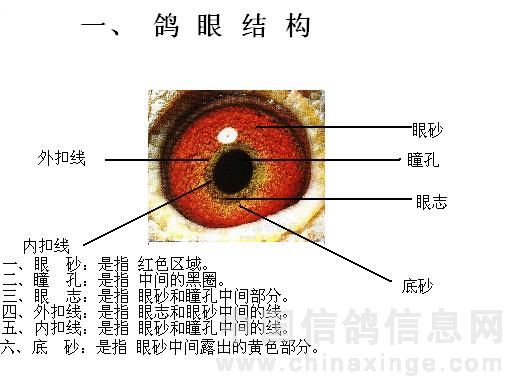 刚拍的眼,请老师们帮忙指点一下,谢谢哦