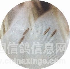 223.*)                羽虱,用高锰酸钾对水给鸽子洗澡.