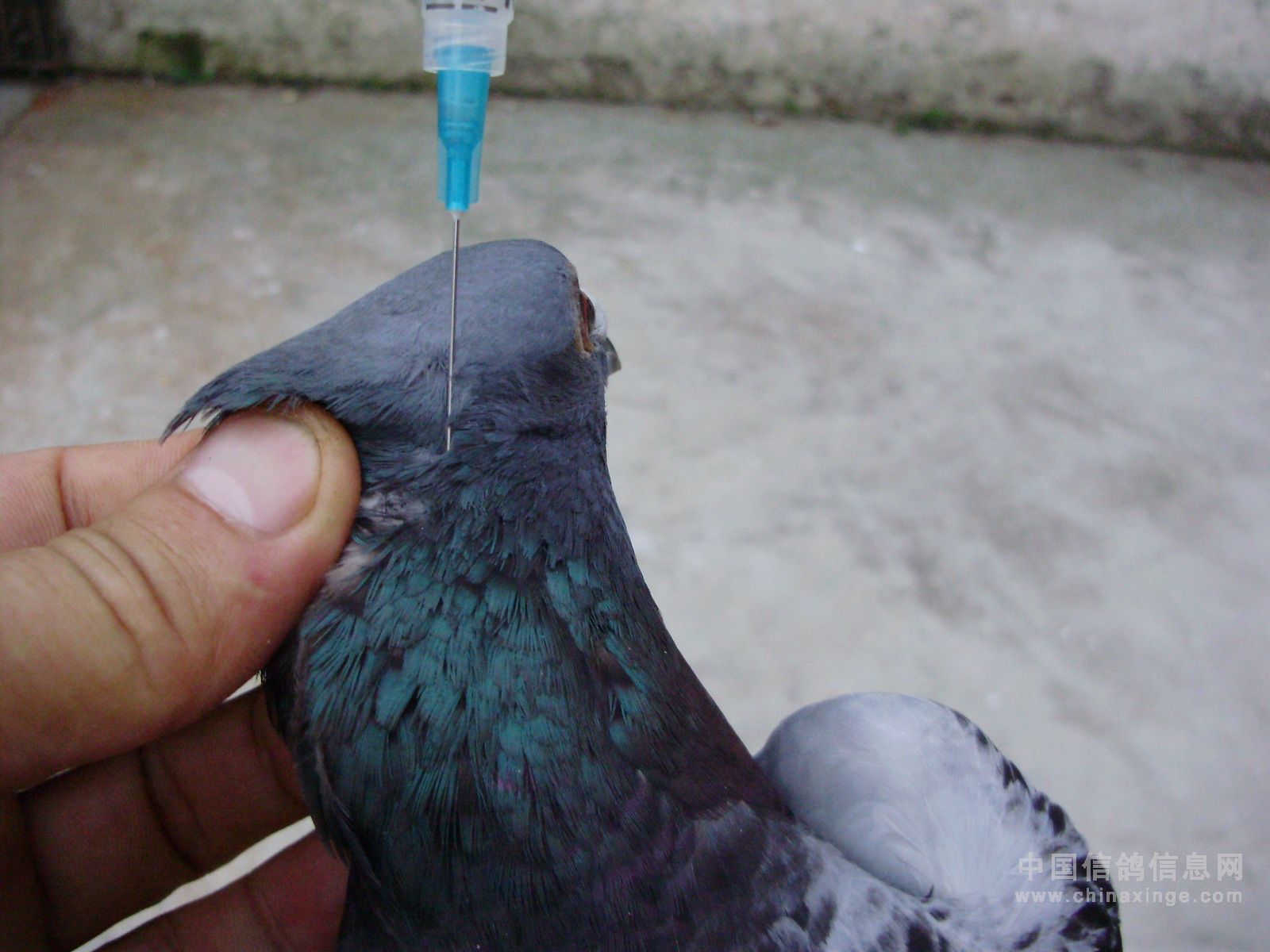 鸽子身上的寄生虫图片-图库-五毛网