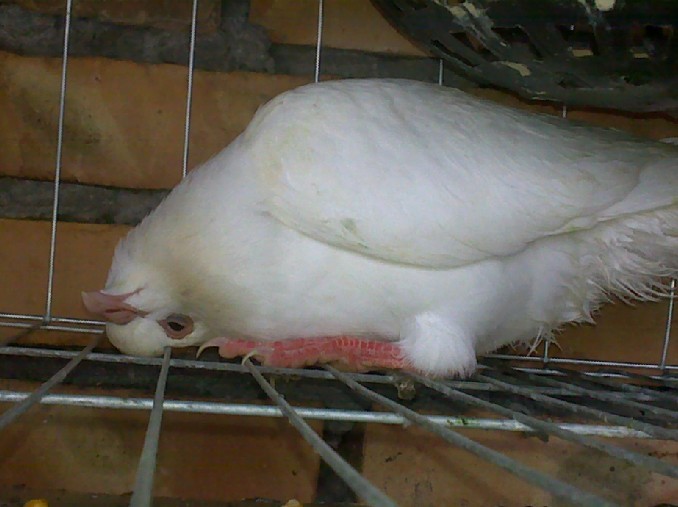 一般问题 鸽病防治 鸽病急救       沙门氏菌对鸽子威胁很大,发病期2