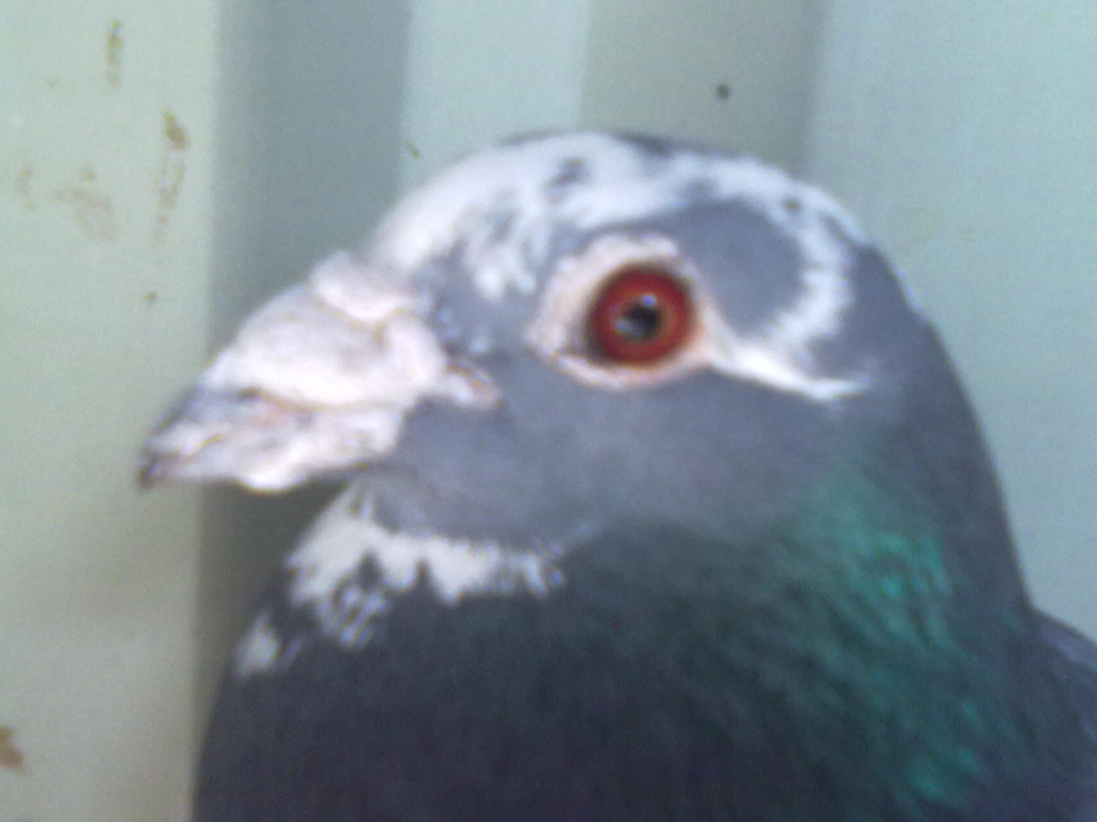 大鼻子鸽的价格是多少 大鼻子鸽有几种颜色-阿里巴巴