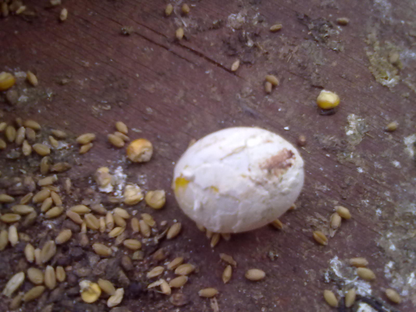 孵化20天鹦鹉蛋照蛋图-图库-五毛网