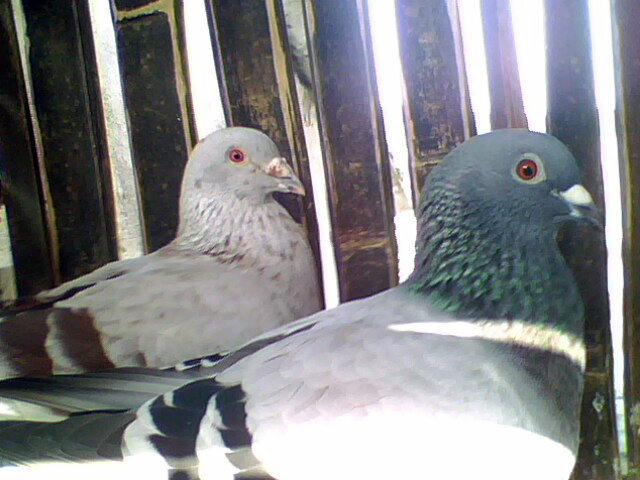 咋样吸引鸽子 120919133650.jpg