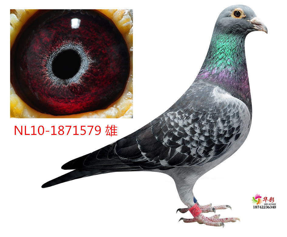 看看我这两个是紫罗兰眼嘛?
