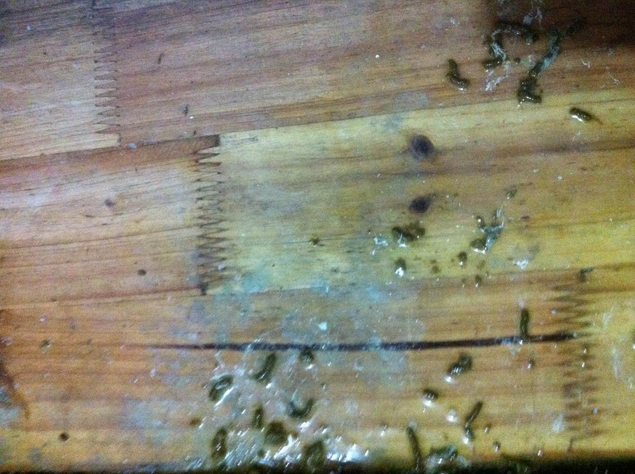 鸽子拉绿色条状水便没有食欲是怎么了?