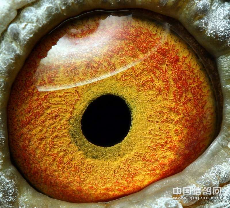看看这个眼睛配什么样的眼睛好,高手指点下最好带个图