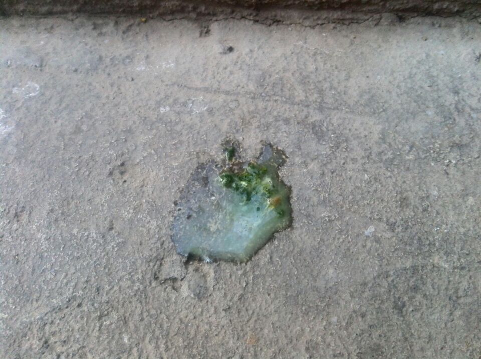 ,鸽子病了拉稀吐水!