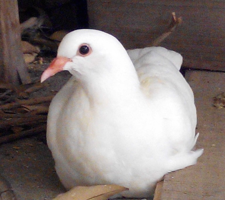 怎么分辩鸽子的公母?