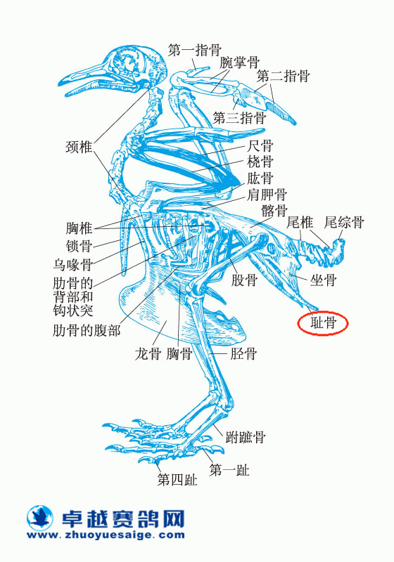 鸽子龙骨与耻骨在哪示例图