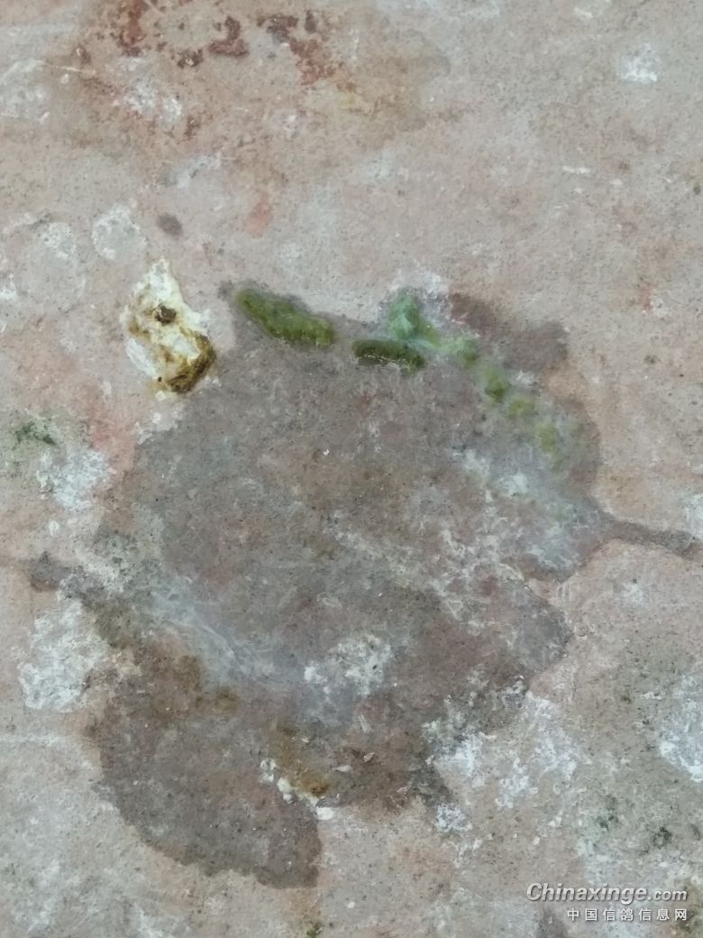 种鸽调理状态粪便都正常了 老是两三羽拉水便是怎么回事