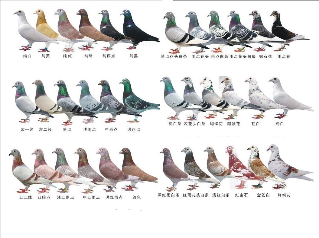 如何分辨鸽子品种图片图片