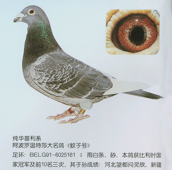 有人了解日本势山魔鬼系吗 天下鸽问 Ask Chinaxinge Com