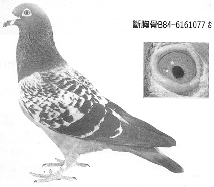 有那位鸽友知道断骨詹森的具体特征 天下鸽问 Ask Chinaxinge Com