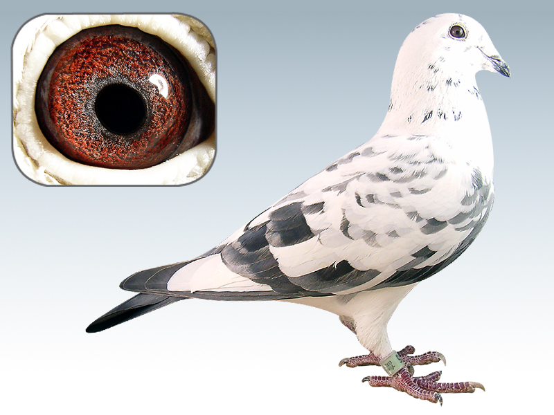 李巴克和彼波曼 天下鸽问 Ask Chinaxinge Com