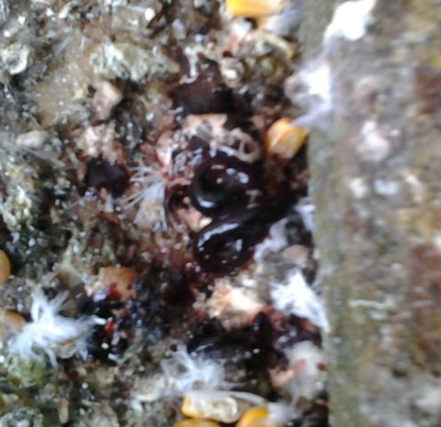 鸽子拉血便 治疗好又反复 最后死亡 天下鸽问 Ask Chinaxinge Com