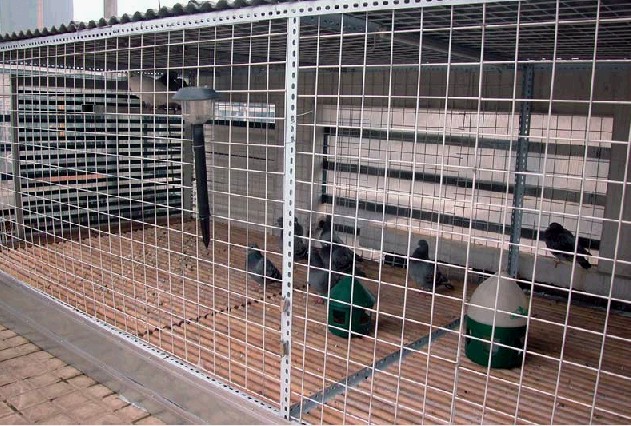 信鸽晒笼的设计