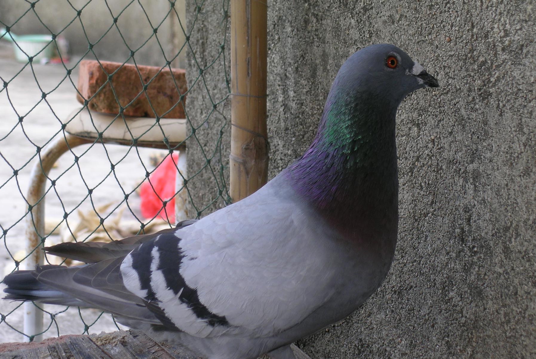 请问什么样的羽毛叫石板灰?-天下鸽问-ask.chinaxinge.com