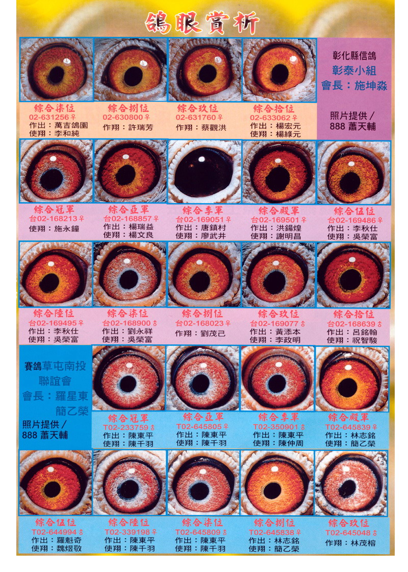 信鸽眼砂配对图解图片