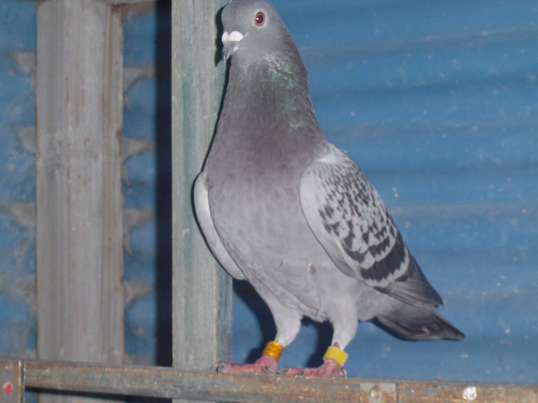 母鸽子怎么只下一个蛋,并且没有受精?