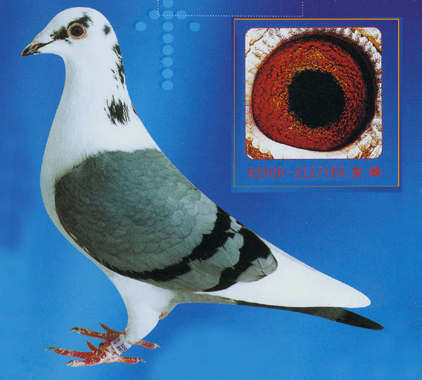 这种叫什么颜色?