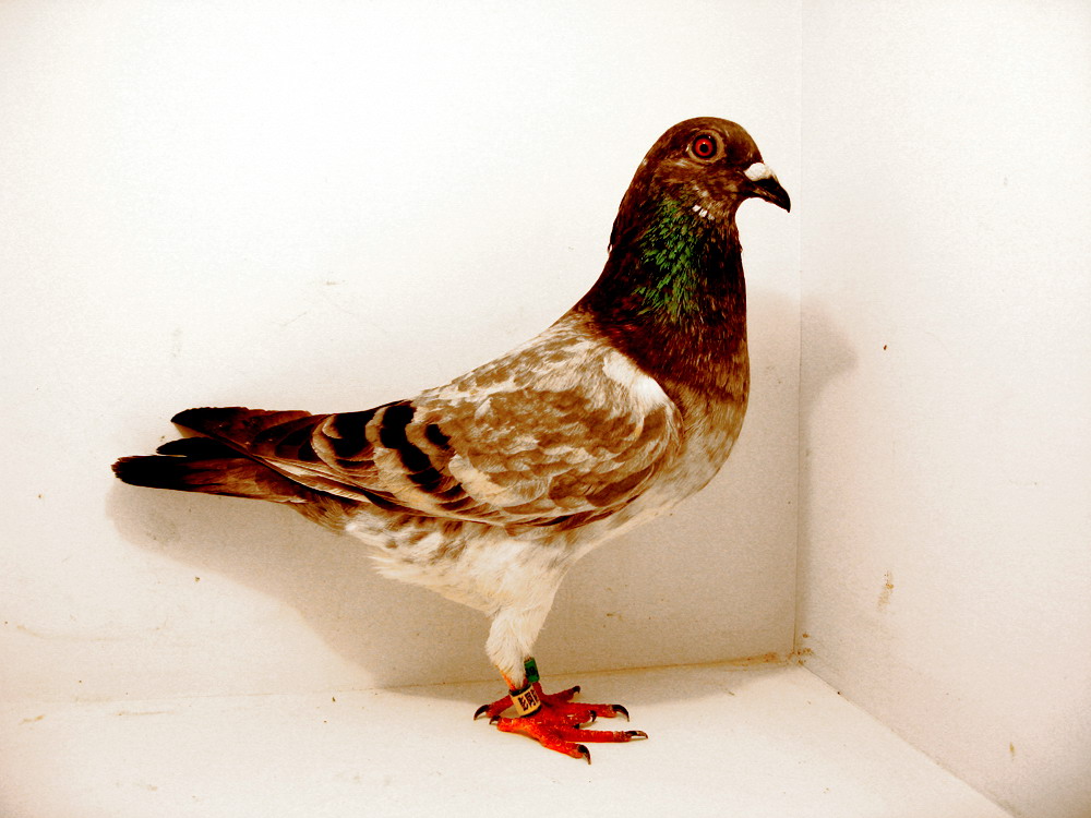 谁有红麒麟的图片